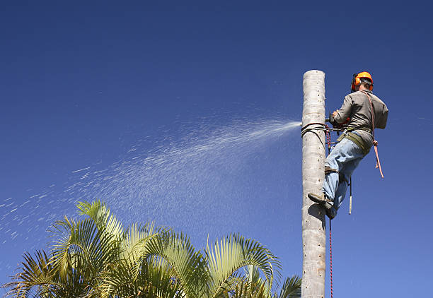 Professional Tree Services in Vaughn, WA